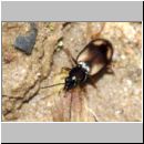 Bembidion sp - Laufkaefer 01a 4mm.jpg